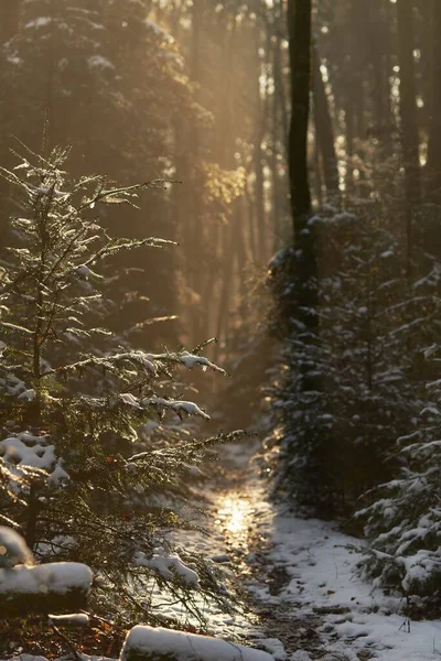 Pathway täckt med snö i en skog omgiven av grönska i solljus — Stockfoto
