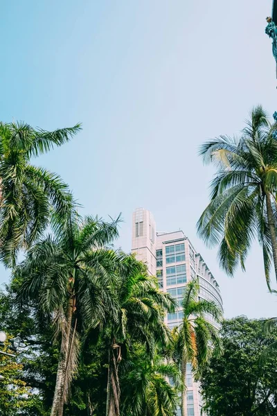 Вертикальный снимок здания за красивыми высокими пальмами под голубым небом — стоковое фото