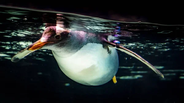 Primo piano di un uccello marino bianco con un becco arancione che nuota sott'acqua con uno sfondo scuro — Foto Stock