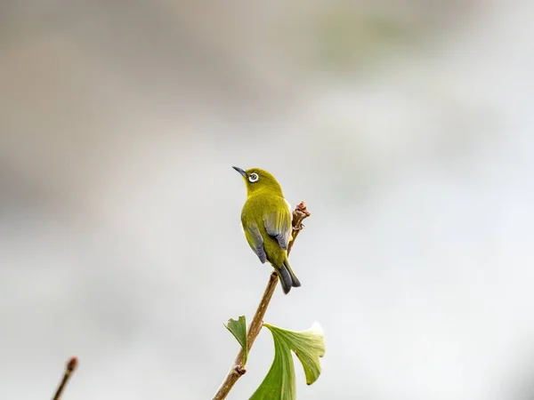 Selektive Fokusaufnahme eines niedlichen exotischen Vogels, der auf einem Ast mitten im Wald steht — Stockfoto