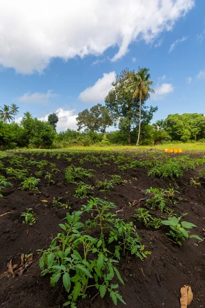 Een Verticaal Schot Van Planten Bomen Een Heuvel Onder Blauwe — Stockfoto