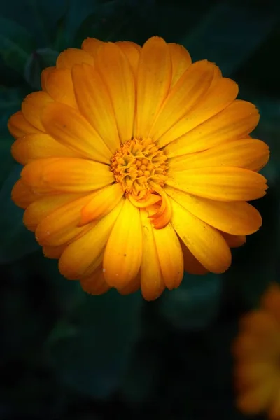 Mise au point sélective verticale d'une belle fleur de souci avec fond flou — Photo