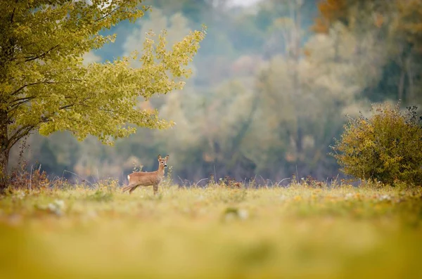 Plan Sélectif Cerf Émerveillé Debout Dans Champ Herbeux — Photo