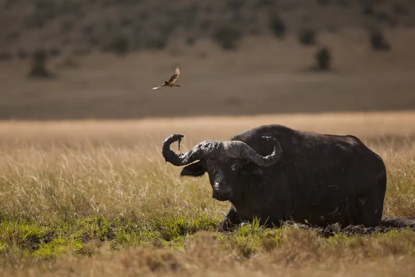 Pajarito Volando Sobre Magnífico Búfalo Negro Medio Selva —  Fotos de Stock