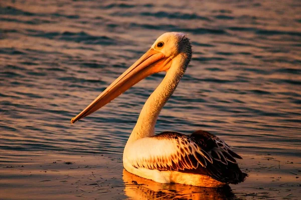 Silberreiher auf dem ruhigen Wasser des Ozeans beim Sonnenuntergang — Stockfoto