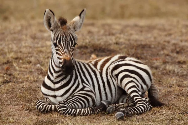 一只美丽的斑马宝宝坐在非洲丛林里捕获的地面上 — 图库照片