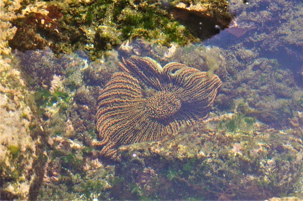 Закрытие морского солнца (Pycnopodia helianthoides) под водой в Чили — стоковое фото