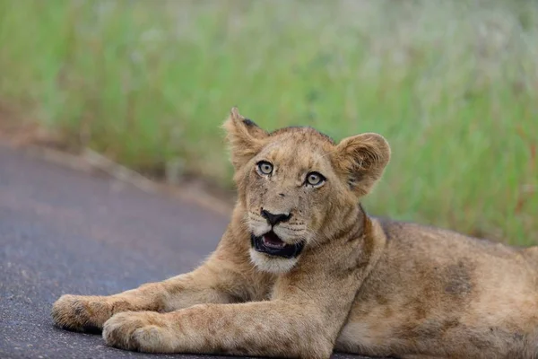 Beautiful baby lion lying on the road surrounded by grass covered fields — Stock Photo, Image