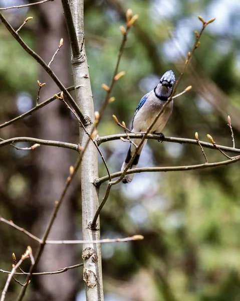 Mise au point sélective verticale d'un oiseau de geai bleu mignon assis sur une branche avec un arrière-plan flou — Photo