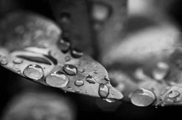 Серый Снимок Листа Покрытого Капельками Воды Размытом Фоне — стоковое фото