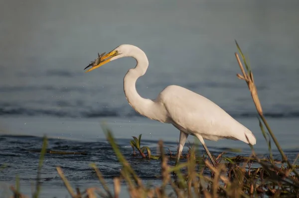 Closeup shot of a stork eating a small fish while standing in the water with blurred background — Stock Photo, Image