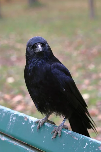 Black raven with a long beak sitting on a wooden bench in a park with leaves on a blurry background