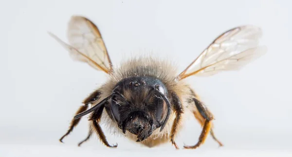 Gros plan d'une abeille domestique sur une surface blanche — Photo