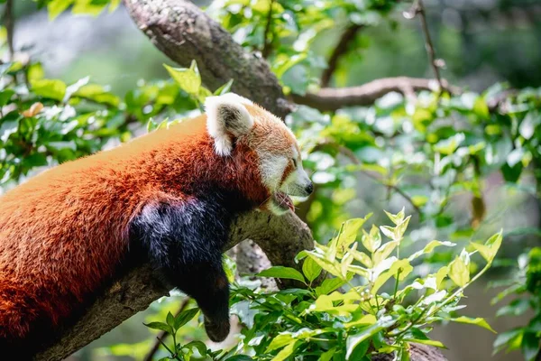 一只可爱的红色熊猫停在森林中央的特写特写镜头 — 图库照片