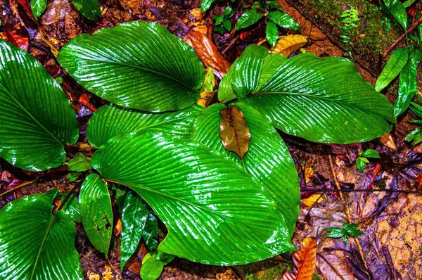 Nahaufnahme eines leuchtend grünen Blattes auf dem Boden im Wald nach dem Regen — Stockfoto