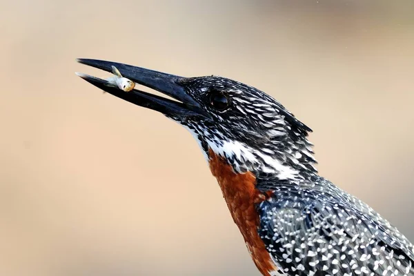 Selectieve focusopname van een exotische zwarte vogel met een kleine vis in zijn snavel — Stockfoto