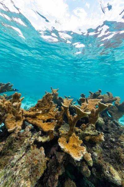 Чудові краєвиди таємничого підводного світу в Бонайрі (Карибське море). — стокове фото