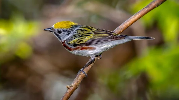 Chestnut Sided Warbler Setophaga Pensylvanica Shot Boardwalk Spring Migration Magee — ストック写真