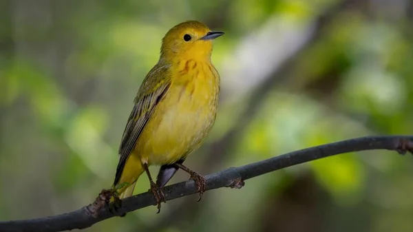 Žlutý Bubeník Setophaga Petechia Sestřelil Boardwalk Během Jarní Migrace Magee — Stock fotografie