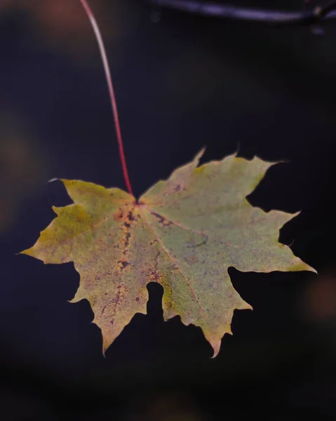 Zbliżenie żółtego liścia klonu na ziemi z ciemnym, rozmytym tłem — Zdjęcie stockowe