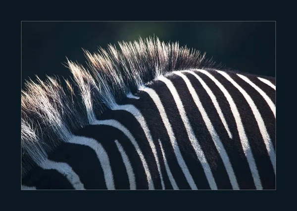 Closeup View Fur Hair Zebra Blurry Green Background — Stock Photo, Image