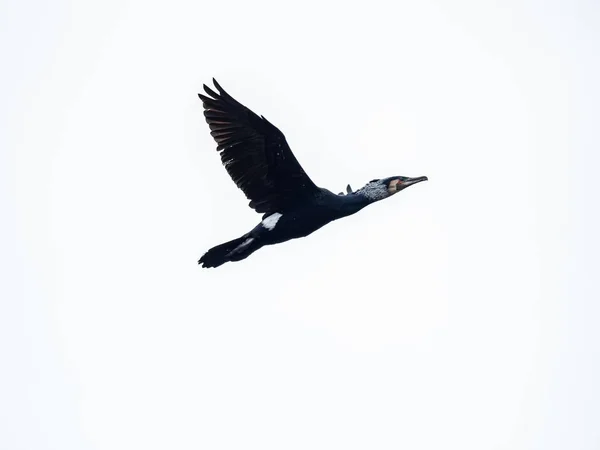 Corvo-marinho de crista dupla preto e branco voando livremente ao ar livre — Fotografia de Stock