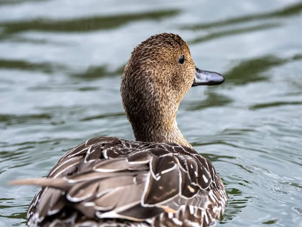 Pato Mallard marrom bonito pendurado no lago no meio do parque — Fotografia de Stock