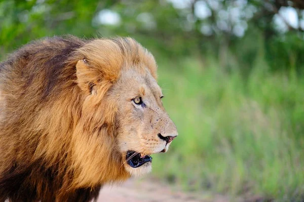 草に覆われた畑の真ん中に美しいライオンが轟音を立てて — ストック写真