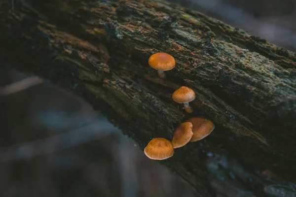 Closeup look of wild brown mushrooms on a tree branch with a blurry background — Stock Photo, Image