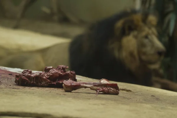 A closeup shot of meats and bones on a rock with a blurred lion in the background
