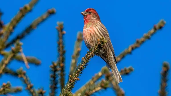 House Finch Perched Branch — Stock Photo, Image