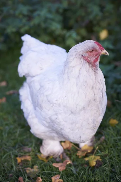 Closeup of a white chicken with a red face in a garden surrounded by greenery under sunlight