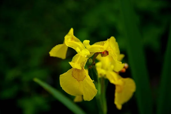 Närbild av en gul iris med vattendroppar på den omgiven av grönska med en suddig bakgrund — Stockfoto