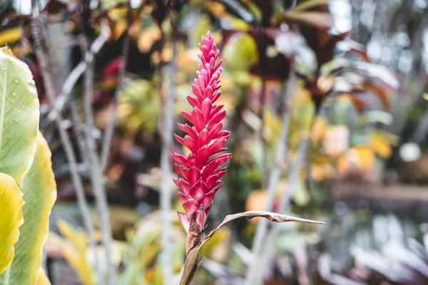 Mise au point sélective d'une fleur exotique au milieu d'une jungle tropicale — Photo