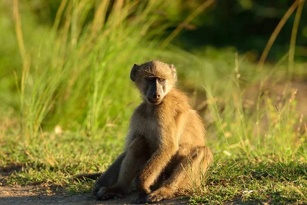 아프리카 밀림의 풀 위에 있는 개코원숭이 — 스톡 사진