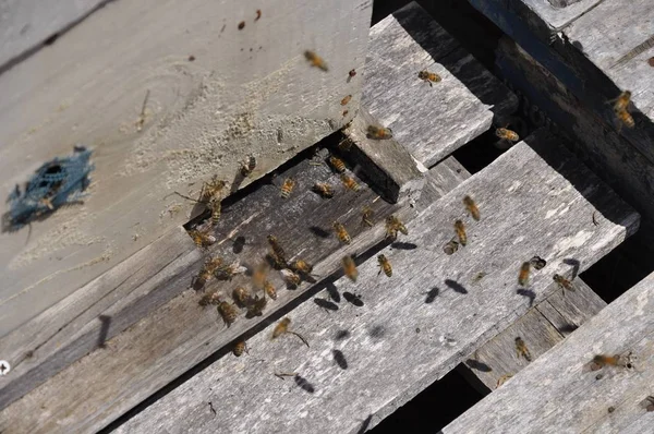 Grupo de abejas volando alrededor de su colmena relajándose de toda la difícil creación de miel — Foto de Stock