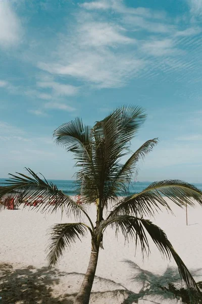 Vertical Shot Coconut Tree Beach Rio Janeiro — Stock Photo, Image