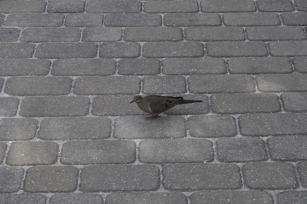 Hög vinkel skott av en söt sparv som står på marken i Sanibel Island, Miami, Usa — Stockfoto