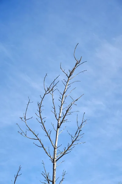 Plan Vertical Angle Bas Trois Sans Feuilles Sous Beau Ciel — Photo