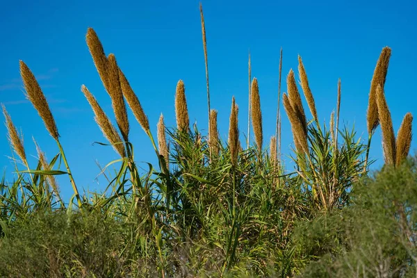 Nahaufnahme von Gras auf einer Wiese, umgeben von trockenen Blättern unter blauem Himmel — Stockfoto