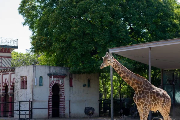 Hayvanat bahçesindeki çitin içinde duran sevimli zürafa. — Stok fotoğraf