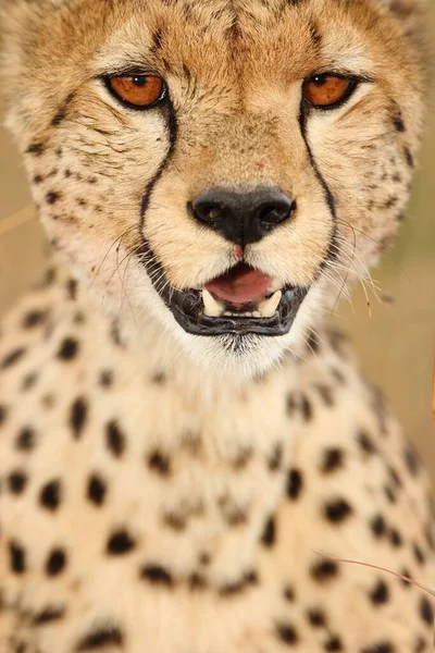 Vertical Shot Cute Little African Leopard Captured African Jungles — Stock Photo, Image