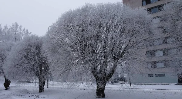 Árvores no parque cobertas com uma espessa camada de neve em um dia frio escuro de inverno — Fotografia de Stock