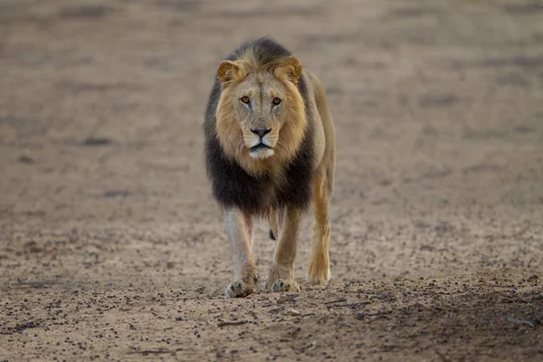 Magnifique Lion Puissant Milieu Désert — Photo