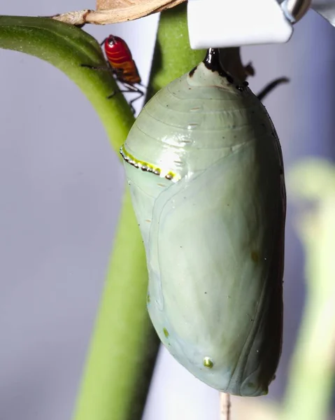 Enfoque Selectivo Vertical Capullo Insecto Rama Una Planta —  Fotos de Stock