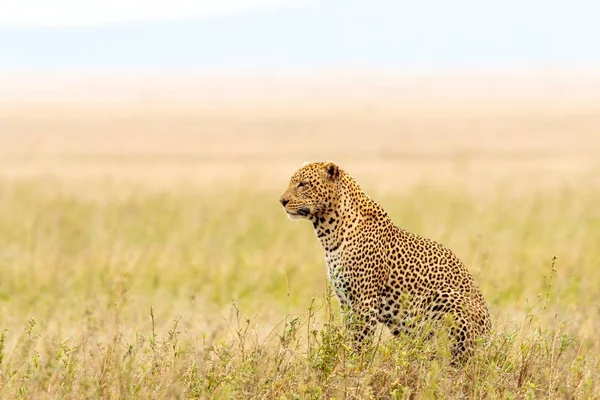 Closeup Shot Beautiful African Leopard Serengeti National Park Tanzania — ストック写真