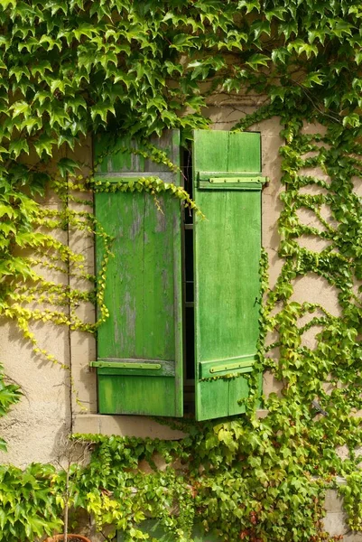 Colpo verticale di finestre verdi circondate da piante di edera nella regione dell'Alsazia, Francia — Foto Stock