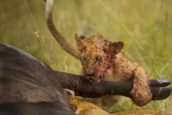Pequeno Leão Alimentando Selvagem Animal Morto Nas Selvas Africanas — Fotografia de Stock
