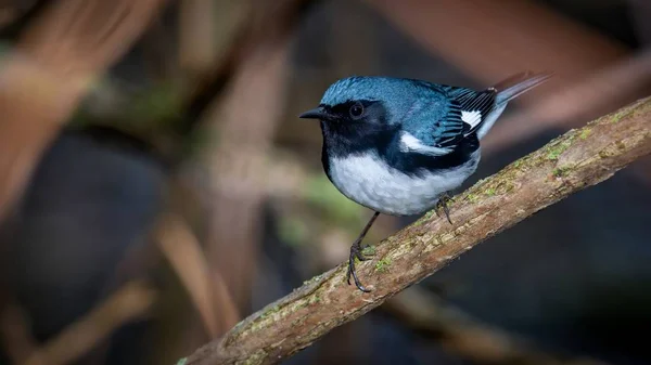 Black Throated Blue Warbler Знімали Boardwalk Під Час Весняної Міграції — стокове фото