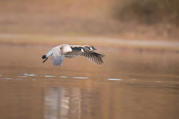Prachtige zeevogels die boven het wateroppervlak in een meer vliegen — Stockfoto